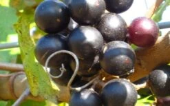 Lane Muscadine Grape Vine (Self Fertile) - 1 Gallon Pot 9 Lane Muscadine Grape Vine (Self Fertile) - 1 Gallon Pot -Garden Outdoor Plant Store 10133 lane muscadine