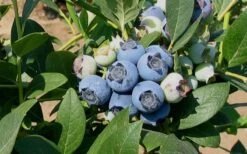 Biloxi Southern Highbush Blueberry - 1 Gallon Pot -Garden Outdoor Plant Store 10151 biloxi blueberry