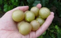 Summit Muscadine - 1 Gallon Pot -Garden Outdoor Plant Store 10470 summit muscadine