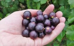 Noble Muscadine Grape Vine (Self Fertile) - 1 Gallon Pot -Garden Outdoor Plant Store 10548 noble muscadine