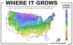 Dwarf Alberta Spruce - 2 Gallon Pot 11 Dwarf Alberta Spruce - 2 Gallon Pot -Garden Outdoor Plant Store 3A 8A 9