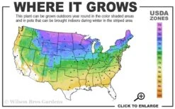 American Wild Plum Tree (Prunus Americana) - 1 Gallon Pot 12 American Wild Plum Tree (Prunus Americana) - 1 Gallon Pot -Garden Outdoor Plant Store 3a 8b 17