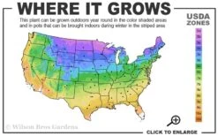 Blue Dancer Clematis - 1 Gallon Pot 12 Blue Dancer Clematis - 1 Gallon Pot -Garden Outdoor Plant Store 3a 9b 15