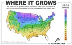 Grancy Graybeard - White Fringe Tree - 7 Gallon Pot (2-3') -Garden Outdoor Plant Store 3b 9a 2