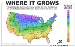 Spartan Juniper - 6 Pack Of 1 Gallon Pots -Garden Outdoor Plant Store 3b 9b 6