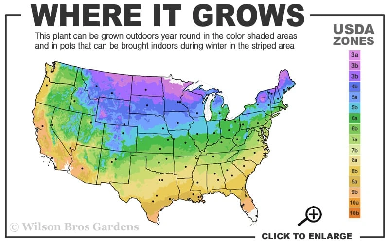 Blue Point Juniper - 7 Gallon Pot (3-4') 5 Blue Point Juniper - 7 Gallon Pot (3-4') - Image 3