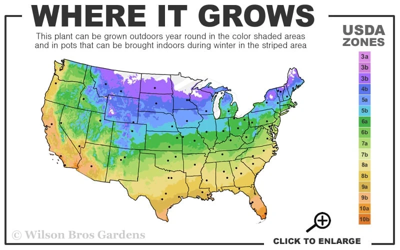 Lemon Drift Groundcover Rose - 1 Gallon Pot 5 Lemon Drift Groundcover Rose - 1 Gallon Pot - Image 3