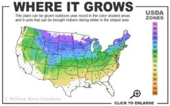 Miss Kim Lilac - 2 Gallon Pot 8 Miss Kim Lilac - 2 Gallon Pot -Garden Outdoor Plant Store 4a 8a