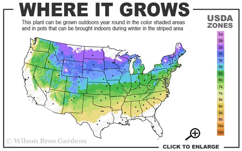 Miss Kim Lilac - 2 Gallon Pot 5 Miss Kim Lilac - 2 Gallon Pot - Image 3