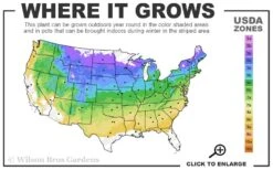 Red Mulberry Tree (Morus Rubra) - 5 Gallon Pot 13 Red Mulberry Tree (Morus Rubra) - 5 Gallon Pot -Garden Outdoor Plant Store 4a 8b 21