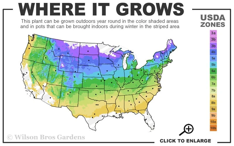 Red Mulberry Tree (Morus Rubra) - 5 Gallon Pot 5 Red Mulberry Tree (Morus Rubra) - 5 Gallon Pot - Image 3