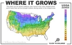 Highland Cream Creeping Thyme - 5 Pack Of Quart Pots -Garden Outdoor Plant Store 4a 8b thumbnail