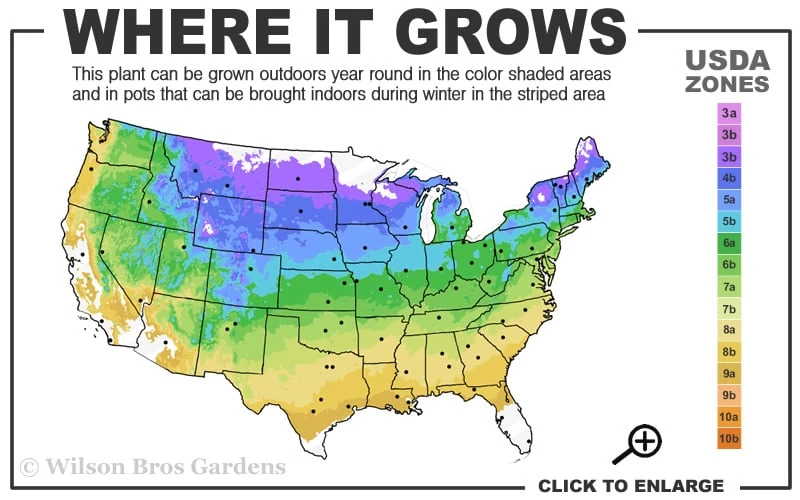 Climbing Hydrangea 'Petiolaris' - 5 Gallon Pot 5 Climbing Hydrangea 'Petiolaris' - 5 Gallon Pot - Image 3