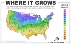 Eastern Redbud - 7 Gallon Pot 10 Eastern Redbud - 7 Gallon Pot -Garden Outdoor Plant Store 4a 9b 42