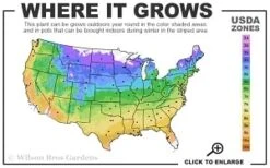 Adam's Courage Clematis - 1 Gallon Pot -Garden Outdoor Plant Store 4a 9b thumbnail