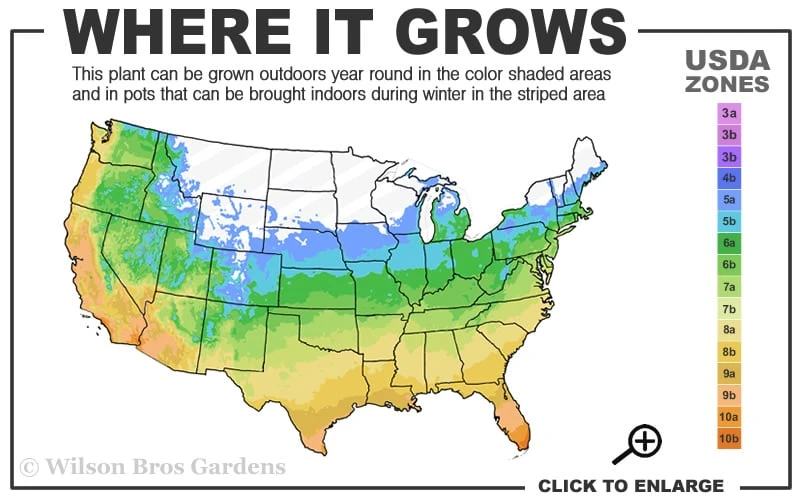 Kyoto Super Dwarf Mondo Grass - 3 Pack Of Pint Pots 4 Kyoto Super Dwarf Mondo Grass - 3 Pack Of Pint Pots - Image 3