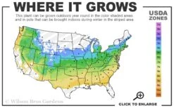 All That Glows Arrowwood Viburnum - 2 Gallon Pot 10 All That Glows Arrowwood Viburnum - 2 Gallon Pot -Garden Outdoor Plant Store 5a 8b 20