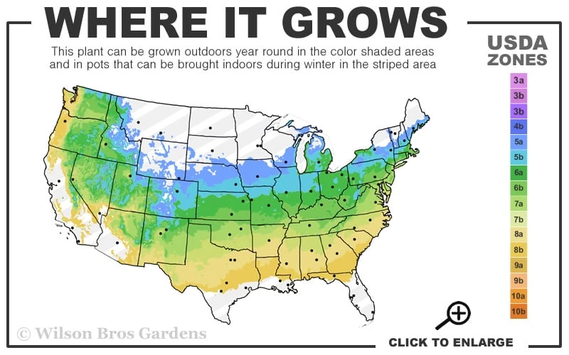 Dwarf English Boxwood - 6 Pack Of 1 Gallon Pots 5 Dwarf English Boxwood - 6 Pack Of 1 Gallon Pots - Image 3