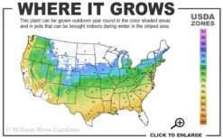 Southern Catalpa Tree - 3 Gallon Pot 12 Southern Catalpa Tree - 3 Gallon Pot -Garden Outdoor Plant Store 5a 9a 2