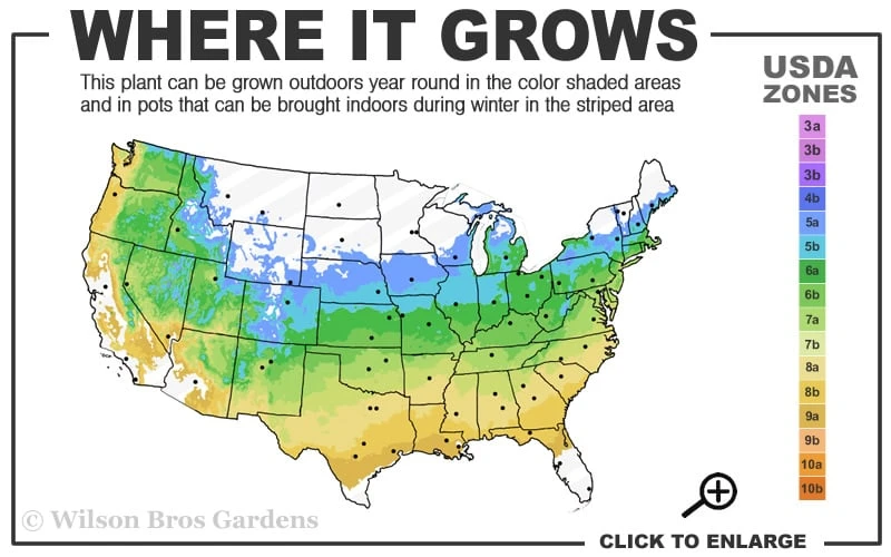 Jubilee Southern Highbush Blueberry - 1 Gallon Pot 5 Jubilee Southern Highbush Blueberry - 1 Gallon Pot - Image 3