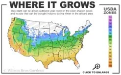 Wildcat Star Magnolia Tree - 3 Gallon Pot -Garden Outdoor Plant Store 5a 9b 90