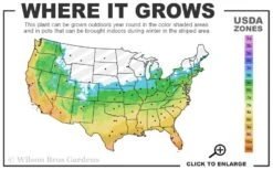 Claudia Wannamaker Southern Magnolia - 5 Gallon Pot -Garden Outdoor Plant Store 5b 11 11