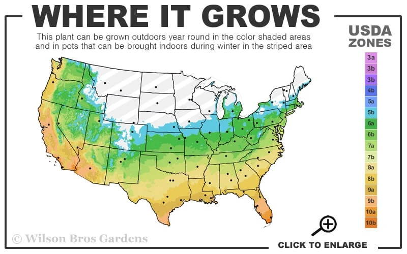 Royal Purple Liriope (Lilyturf) - 6 Pack Of 1 Gallon Pots 5 Royal Purple Liriope (Lilyturf) - 6 Pack Of 1 Gallon Pots - Image 3