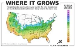 Graham Blandy Columnar Boxwood - 3 Gallon Pot 8 Graham Blandy Columnar Boxwood - 3 Gallon Pot -Garden Outdoor Plant Store 5b 9b 2