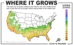 Russian 26 Cold Hardy Pomegranate - 6 Pack Of 1 Gallon Pots 11 Russian 26 Cold Hardy Pomegranate - 6 Pack Of 1 Gallon Pots -Garden Outdoor Plant Store 6B 11