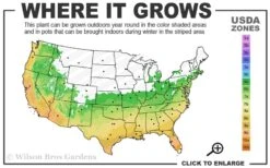 Summer Snow Gardenia - 3 Gallon Pot 12 Summer Snow Gardenia - 3 Gallon Pot -Garden Outdoor Plant Store 6a 10a 1