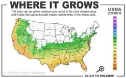 Winter's Snowman Camellia Hybrid - 7 Gallon Pot (3-4') -Garden Outdoor Plant Store 6a 10a