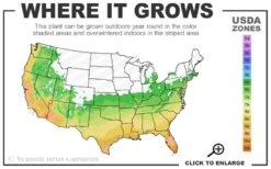 April Kiss Pink Double Flowered Camellia Japonica - 3 Gallon Pot -Garden Outdoor Plant Store 6a 10b 1