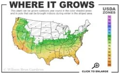 Cab Sav Cold Hardy Eucalyptus Tree (Eucalyptus Rubida) - 1 Gallon Pot -Garden Outdoor Plant Store 6a 11 2