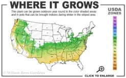 Variegated Boxwood Cone Topiary (Buxus Sempervirens 'Variegata') - 5 Gallon Pot 8 Variegated Boxwood Cone Topiary (Buxus Sempervirens 'Variegata') - 5 Gallon Pot -Garden Outdoor Plant Store 6a 8b 12