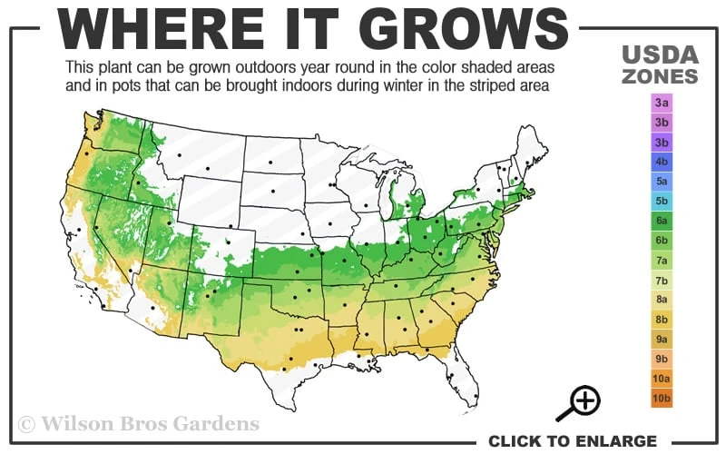 Southern Lady Pieris - 3 Gallon Pot 5 Southern Lady Pieris - 3 Gallon Pot - Image 3