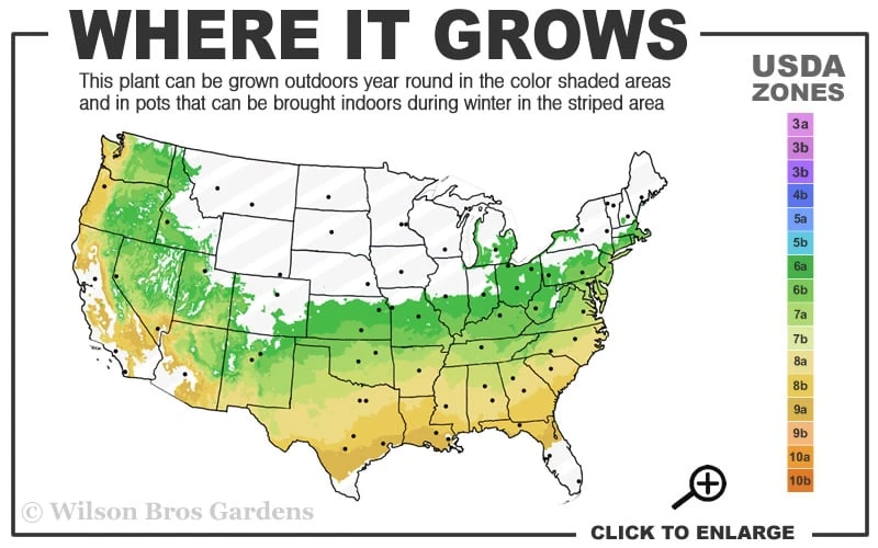 Titan Blueberry - 7 Gallon Pot 5 Titan Blueberry - 7 Gallon Pot - Image 3