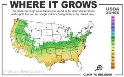 Titan Blueberry - 3 Gallon Pot 10 Titan Blueberry - 3 Gallon Pot -Garden Outdoor Plant Store 6a 9a 3