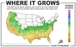 Izu No Hana Lacecap Hydrangea - 3 Gallon Pot -Garden Outdoor Plant Store 6a 9b 25