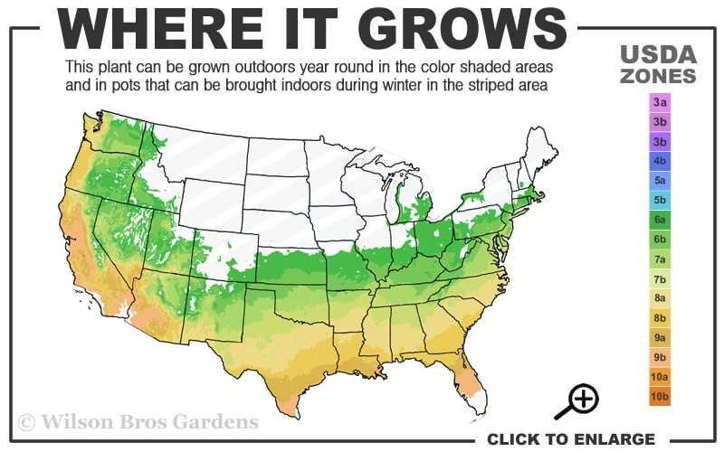 Millie Mac Native Azalea (Rhododendron) - 3 Gallon Pot 5 Millie Mac Native Azalea (Rhododendron) - 3 Gallon Pot - Image 3