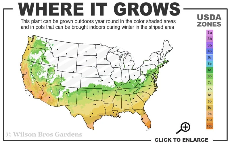 Angus Cold Hardy Eucalyptus Tree (Eucalyptus Nicholii) - 2 Gallon Pot 5 Angus Cold Hardy Eucalyptus Tree (Eucalyptus Nicholii) - 2 Gallon Pot - Image 3
