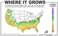 Angus Cold Hardy Eucalyptus Tree (Eucalyptus Nicholii) - 6 Pack Of 1 Gallon Pots 12 Angus Cold Hardy Eucalyptus Tree (Eucalyptus Nicholii) - 6 Pack Of 1 Gallon Pots -Garden Outdoor Plant Store 6b 10b 8