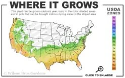 Big O Cold Hardy Eucalyptus Tree (Eucalyptus Neglecta) - 1 Gallon Pot 12 Big O Cold Hardy Eucalyptus Tree (Eucalyptus Neglecta) - 1 Gallon Pot -Garden Outdoor Plant Store 6b 9b 28