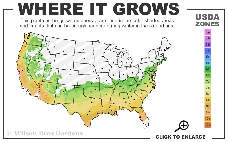 Big O Cold Hardy Eucalyptus Tree (Eucalyptus Neglecta) - 1 Gallon Pot 5 Big O Cold Hardy Eucalyptus Tree (Eucalyptus Neglecta) - 1 Gallon Pot - Image 3