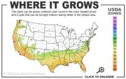 Deodar Cedar - 5 Gallon Pot (4-5') 12 Deodar Cedar - 5 Gallon Pot (4-5') -Garden Outdoor Plant Store 7a 10a