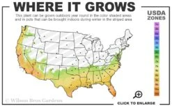 Texas Everbearing Fig Tree - 1 Gallon Pot 10 Texas Everbearing Fig Tree - 1 Gallon Pot -Garden Outdoor Plant Store 7a 10b 131