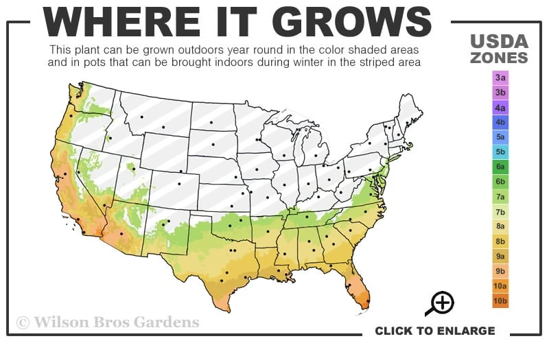 Greenback Southern Magnolia - 3 Gallon Pot 5 Greenback Southern Magnolia - 3 Gallon Pot - Image 3