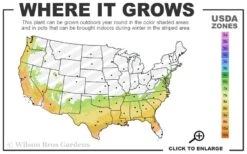 Fireside Red Bloom 'N Again Azalea - 2 Gallon Pot 9 Fireside Red Bloom 'N Again Azalea - 2 Gallon Pot -Garden Outdoor Plant Store 7a 9b 59