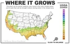 Moonlit Lace Viburnum - 7 Gallon Pot -Garden Outdoor Plant Store 7a 9b thumbnail 2