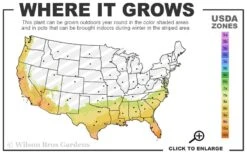 Radicans Creeping Dwarf Gardenia - 6 Pack Of 1 Gallon Pots 12 Radicans Creeping Dwarf Gardenia - 6 Pack Of 1 Gallon Pots -Garden Outdoor Plant Store 7b 10b 11