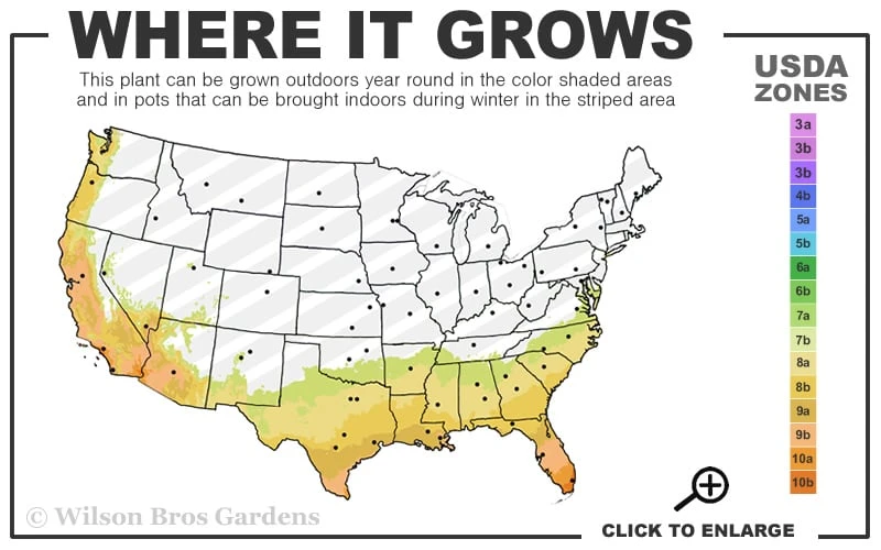 Radicans Creeping Dwarf Gardenia - 6 Pack Of 1 Gallon Pots 5 Radicans Creeping Dwarf Gardenia - 6 Pack Of 1 Gallon Pots - Image 3